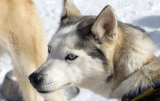 Husky Pirena 2010
