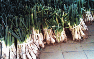 Comer calçots en Valls, Cataluña