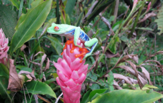 Rana en Costa Rica