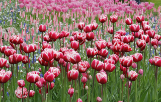 Keukenhof, Lisse, Holanda