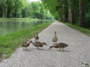 Turismo fluvial en Francia