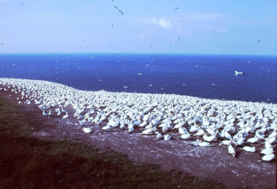 Isla Bonaventura en Quebec, Canadá