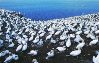 Isla Bonaventura en Quebec, Canadá