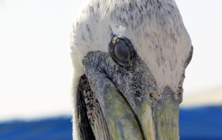 Pelicanos en Paracas, Perú